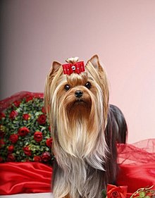 йоркширский терьер