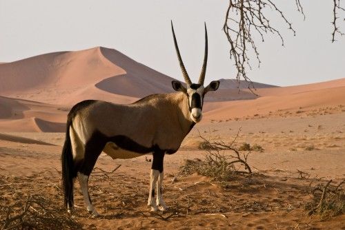 2-namibia