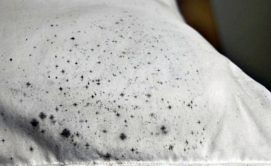 Опасны ли пятна плесени на одежде и как от них избавиться