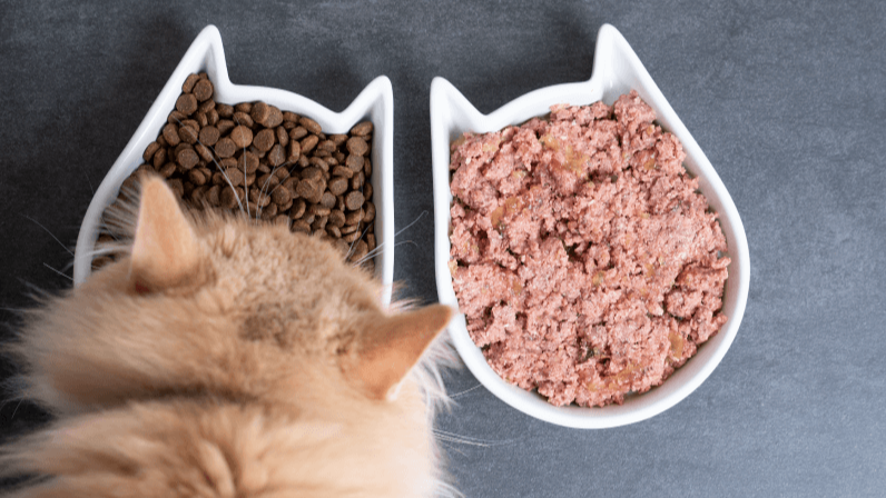 Сухий чи вологий корм для котів